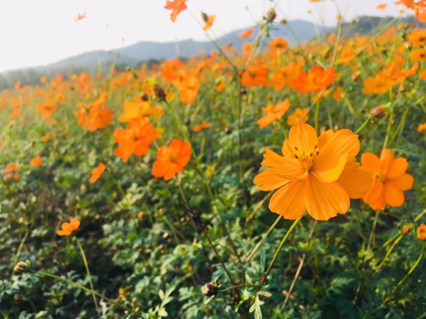 TCҪʲôl͌WvʲôͨôC