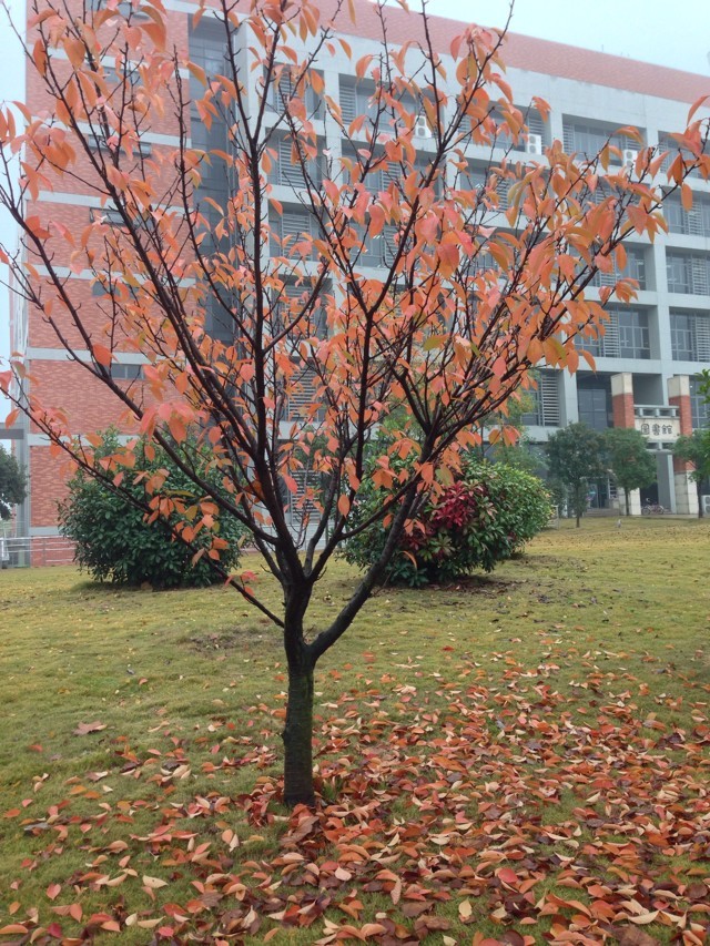 學大一對一教育靠譜嗎效果好嗎?學大一對一教育價格如何有多貴?